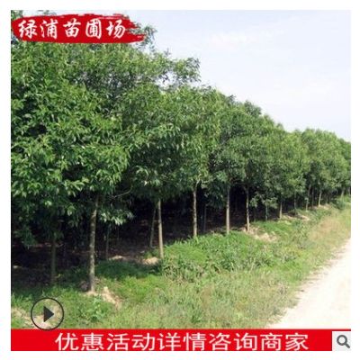 常綠喬木高桿貞苗 高干女貞苗木工程綠化苗木