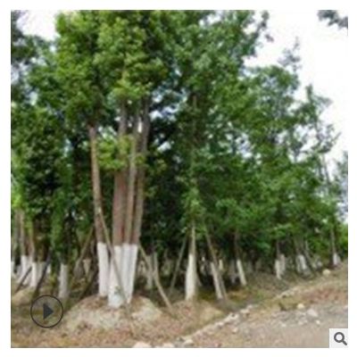 苗圃批發(fā) 香樟基地 從生香樟樹苗 四季常青