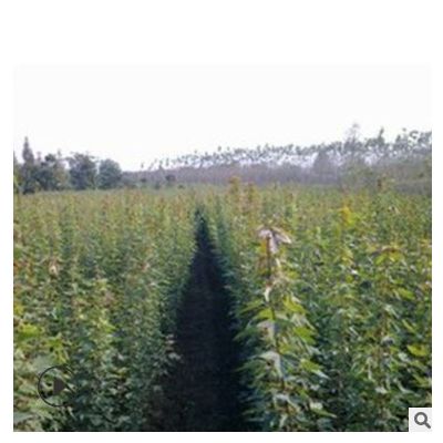 銷售工程苗圃庭院用苗 三角楓樹苗米徑3CM 規(guī)格齊全