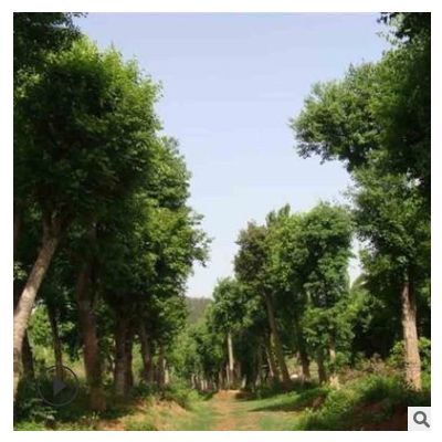 現(xiàn)貨批發(fā)基地樸樹苗 大量樸樹苗圃批發(fā)銷售 量大從優(yōu)