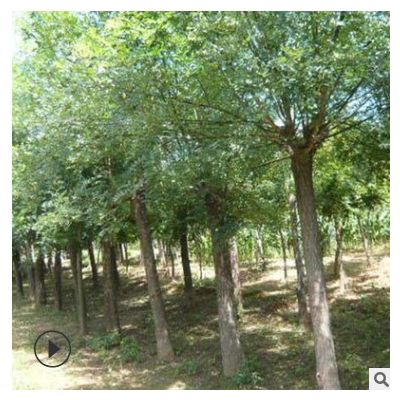 廠家批發常綠喬木 臭椿苗木 各種綠化樹苗園林植物