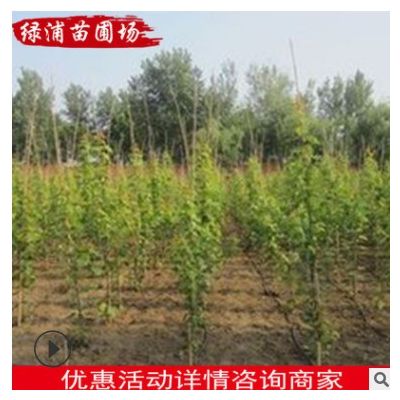 南京苗圃場基地大量供應綠化用苗桑樹 桑樹苗 庭院植物