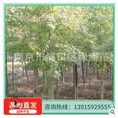 馬褂木 廣玉蘭行道樹 基地直發 馬褂木行道樹