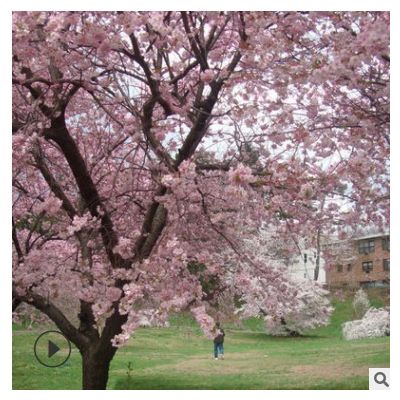各種規格園林常綠喬木 落葉性櫻花苗木 廠家批發