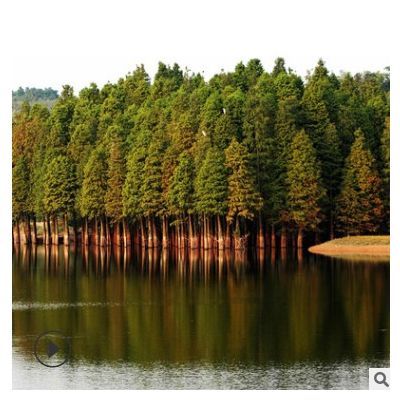 基地直發(fā)水杉小苗批發(fā) 水杉樹 道路綠化苗木苗圃 質優(yōu)價廉