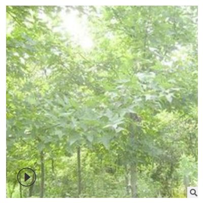 楓香小苗 雪松小苗廣玉蘭小苗出售 基地直發(fā)