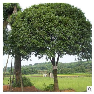 批發(fā)廣玉蘭紅葉石楠 基地直發(fā) 風景樹行道樹