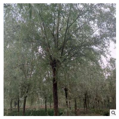 南京行道樹垂柳報價 綠化 基地直發(fā) 歡迎訂購