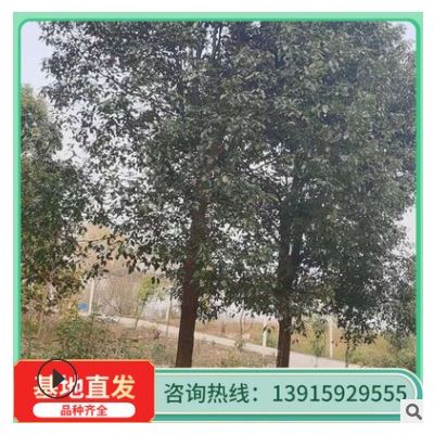苗圃批發(fā) 香樟基地 從生香樟樹苗 四季常青 行道樹 歡迎訂購