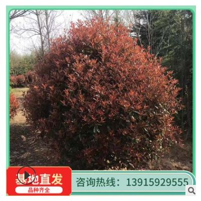 批發(fā)紅葉石楠 綠化苗木 風景樹 歡迎訂購