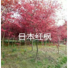 浙江[產品]/浙江日本紅楓2價格/報價