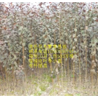 浙江[產品]/浙江美國紅艷紫薇價格/報價