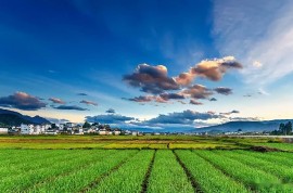 2021苗木行業新姿態，拿什么樣的思維來面對？