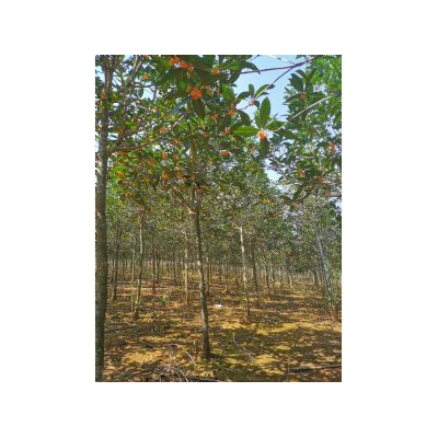 單桂廠里批發(fā)，5-6公分丹桂苗木基地，江西九江朱砂紅丹桂出售