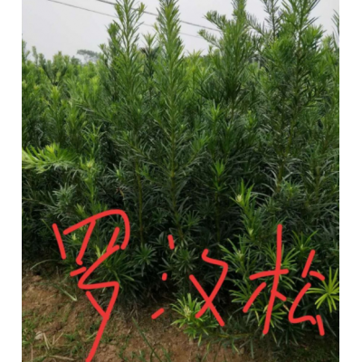 羅漢松小苗供應(yīng)，江西九江羅漢松