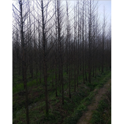 江西水杉供應(yīng)，九江1-10公分水杉，水杉報(bào)價(jià)