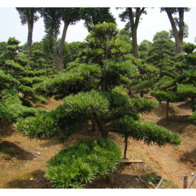 羅漢松批發(fā) 湖南造型羅漢松價(jià)格臺(tái)灣羅漢松基地 綠化樹(shù)苗木