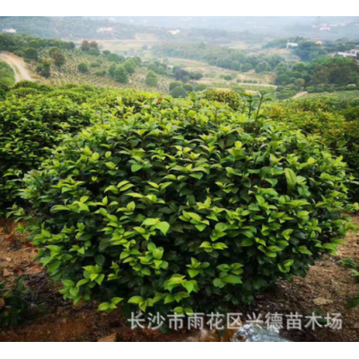 批發(fā)茶花球 湖南山茶2-4-5公分高桿茶花樹(shù)花色大紅 綠化苗木