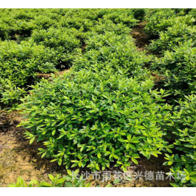 批發(fā)杜鵑 冠幅80-100cm毛杜鵑球 春杜球 規(guī)格多 量大