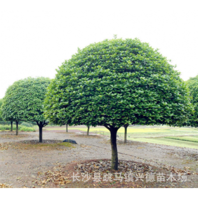 批發(fā)桂花 湖南桂花樹(shù) 金桂 八月桂花香花期長(zhǎng) 長(zhǎng)沙綠化苗木