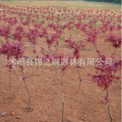 日本紅楓樹苗批發(fā)園林行道植物 中國紅楓樹 紅楓盆景日本紅楓小苗