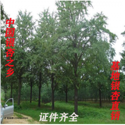 批發銀杏樹 中國銀杏之鄉基地批發銀杏樹園林綠化銀杏樹 銀杏樹