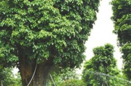 調研把脈，市政協引“智慧水”澆灌中山花木