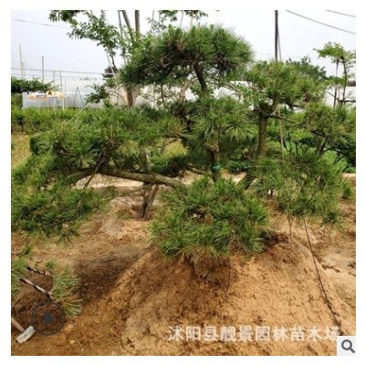江蘇批發黑松樹苗 迎客松造型 庭院植物黑松造型樹 量大從優