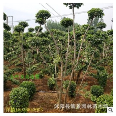 小葉女貞造型樹批發 庭院種植 四季常青 園林綠化小葉女貞苗 基地