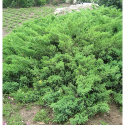 供應地柏鋪地柏鋪龍柏綠化灌綠化植物各種規格量大優惠