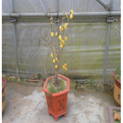 臘梅帶花苞花苗樹苗梅花盆栽濃香型花卉盆景冬季耐寒庭院室外植物