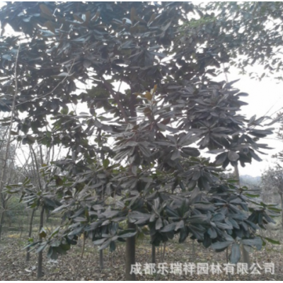 廣玉蘭批發(fā) 工程苗木 綠化苗木 廣玉蘭基地 規(guī)格齊全