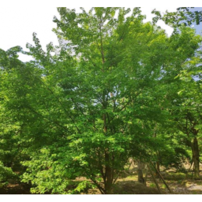 三角楓基地 移栽熟貨 規(guī)格齊全 四川三角楓 綠化苗木 叢生三角楓