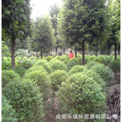 天竺桂批發(fā) 天竺桂基地移栽熟貨 綠化苗木 規(guī)格齊全 成活率高