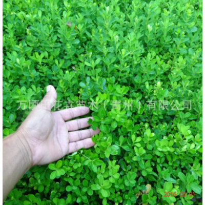 瓜子黃楊 市政綠化綠籬苗木瓜子黃楊苗 青州基地批發(fā)苗木黃楊