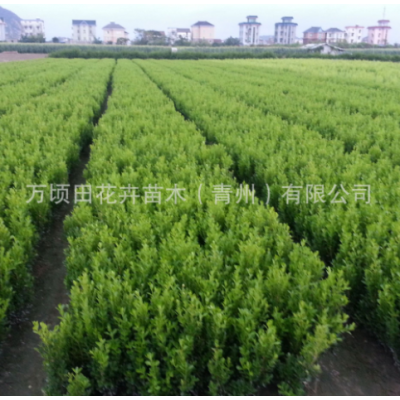 基地批發(fā)瓜子黃楊小葉黃楊園林綠化四季常青灌木量大從優(yōu)瓜子黃楊