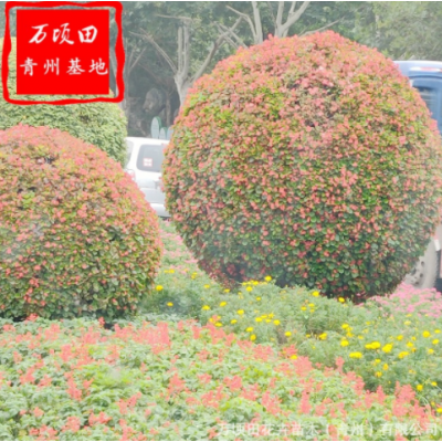 觀賞花卉紅花海棠小苗 青州苗圃供應(yīng)海棠 量大從優(yōu)四季海棠花苗