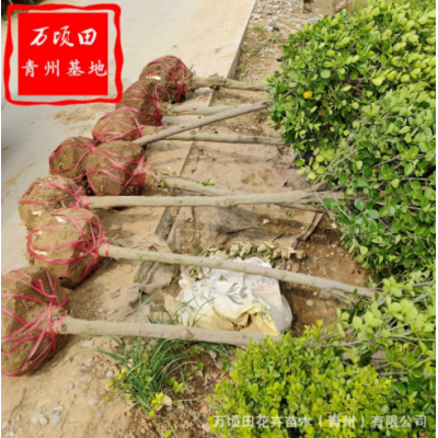 供應(yīng)高桿冬青球 造型高桿園林綠化苗木 青州基地批發(fā)高桿冬青球