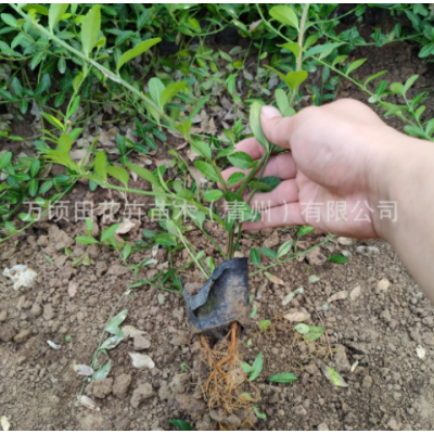 小葉扶芳藤 道路綠化爬藤植物扶芳藤 青州基地批發(fā)苗木小葉扶芳藤