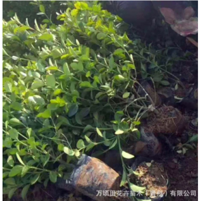 基地批發(fā)綠籬苗木衛(wèi)矛 行道綠化四季常青衛(wèi)矛冬青苗 批發(fā)衛(wèi)矛苗木