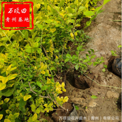 基地批發(fā)金葉女貞苗 工程綠化地栽色塊苗綠籬苗 規(guī)格齊全金葉女貞