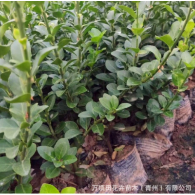 庭院綠植衛(wèi)矛 綠化工程用綠籬衛(wèi)矛 青州基地批發(fā)護(hù)坡綠化衛(wèi)矛