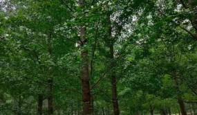經濟樹種將成苗木市場的重要角色，發展“錢”景不容小覷