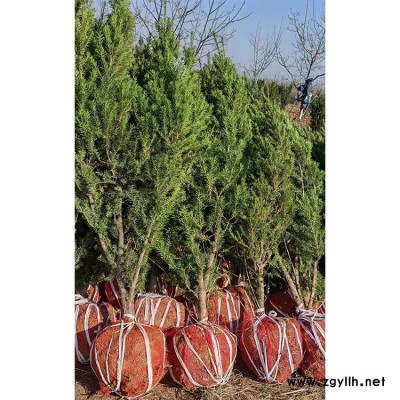 紅豆杉苗 營養(yǎng)杯發(fā)貨 基地價格