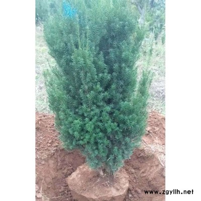 紅豆杉批發(fā)價格 紅豆杉種植基地 紅豆杉杯苗現(xiàn)貨