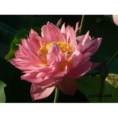 荷花苗價(jià)格