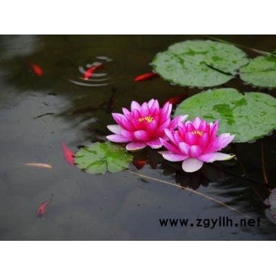 睡蓮苗種植基地、批發(fā)優(yōu)質(zhì)睡蓮苗、價(jià)格廠家