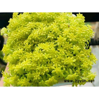 黃金萬年草報價-韻可園林-黃金萬年草