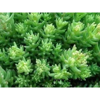 中華景天工程苗-中華景天工程苗價格-韻可園林(誠信商家)