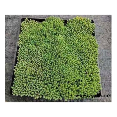 中華景天工程苗價格-韻可園林-中華景天工程苗